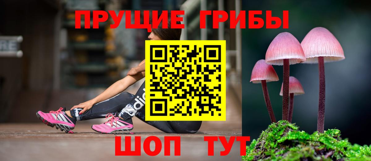 Галлюциногенные грибы Psilocybe Морозовск
